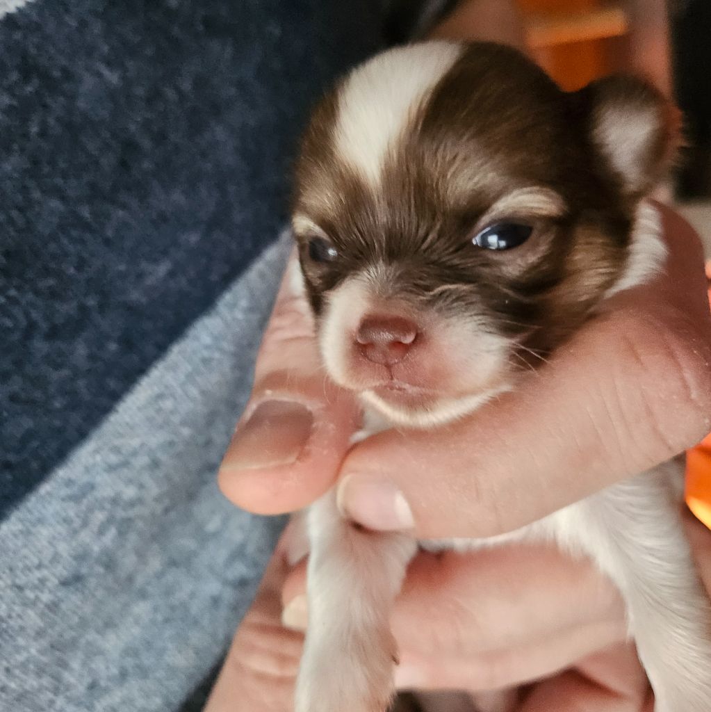 Du Diadème Elfique - Chiot disponible  - Chihuahua