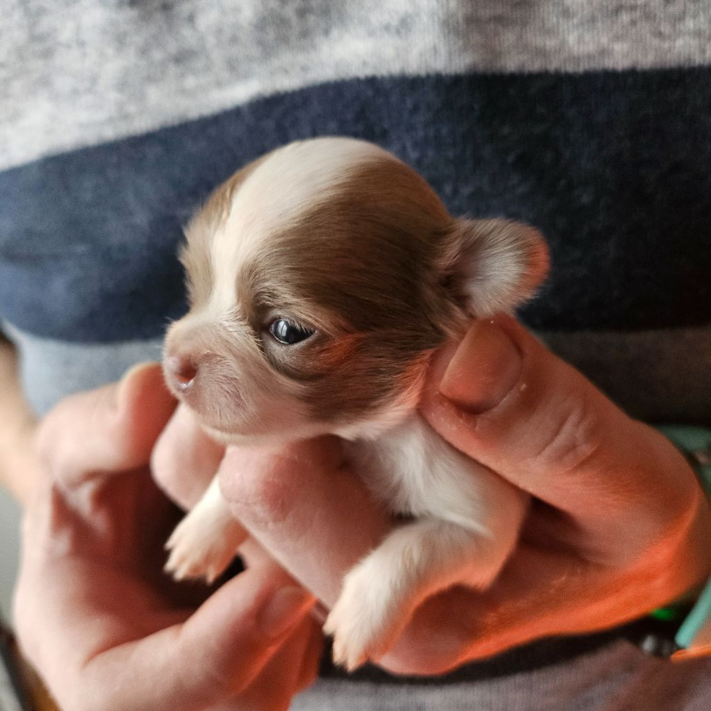 Du Diadème Elfique - Chiot disponible  - Chihuahua