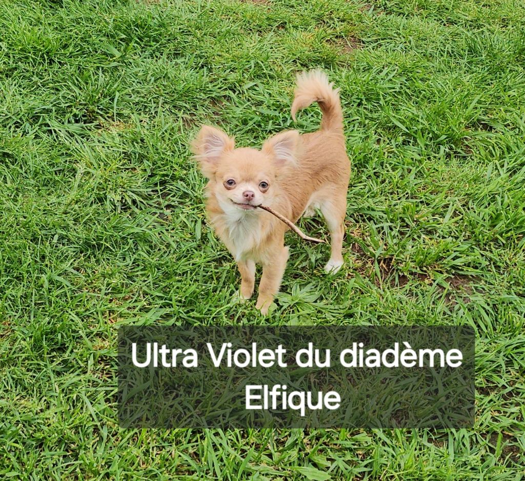 Ultra violet dites uv Du Diadème Elfique